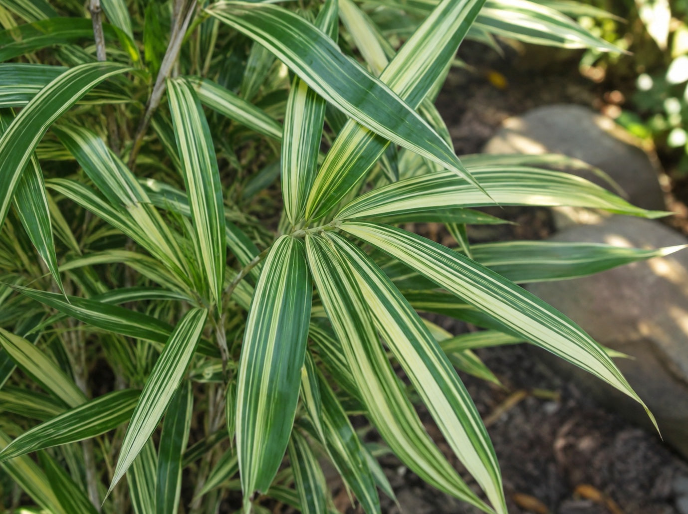 × Phyllosasa tranquillans - SHIROSHIMA - Variegated Hiroshima Bamboo