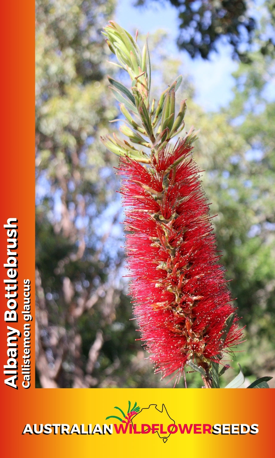 Seeds Callistemon glauca - Albany Bottlebrush