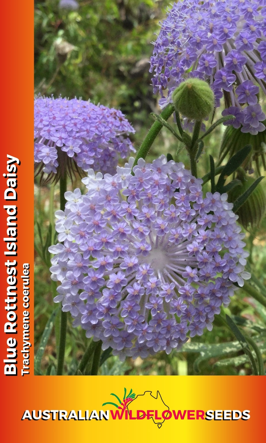 Seeds Trachymene coerulea - Blue Rottnest Island Daisy