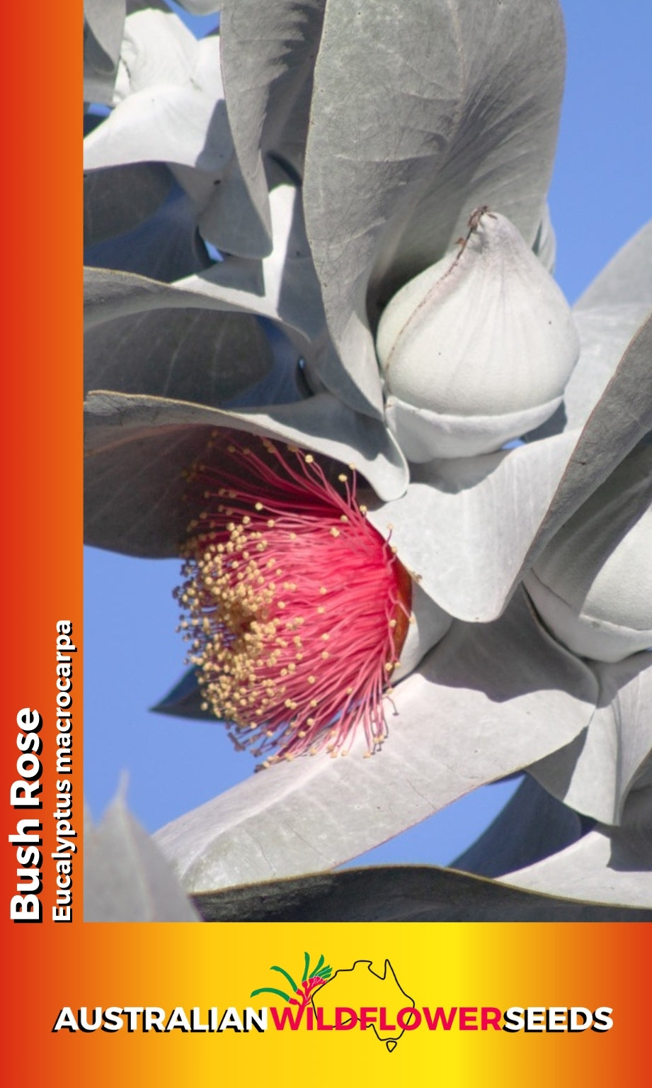 Seeds Eucalyptus macrocarpa - Bush Rose