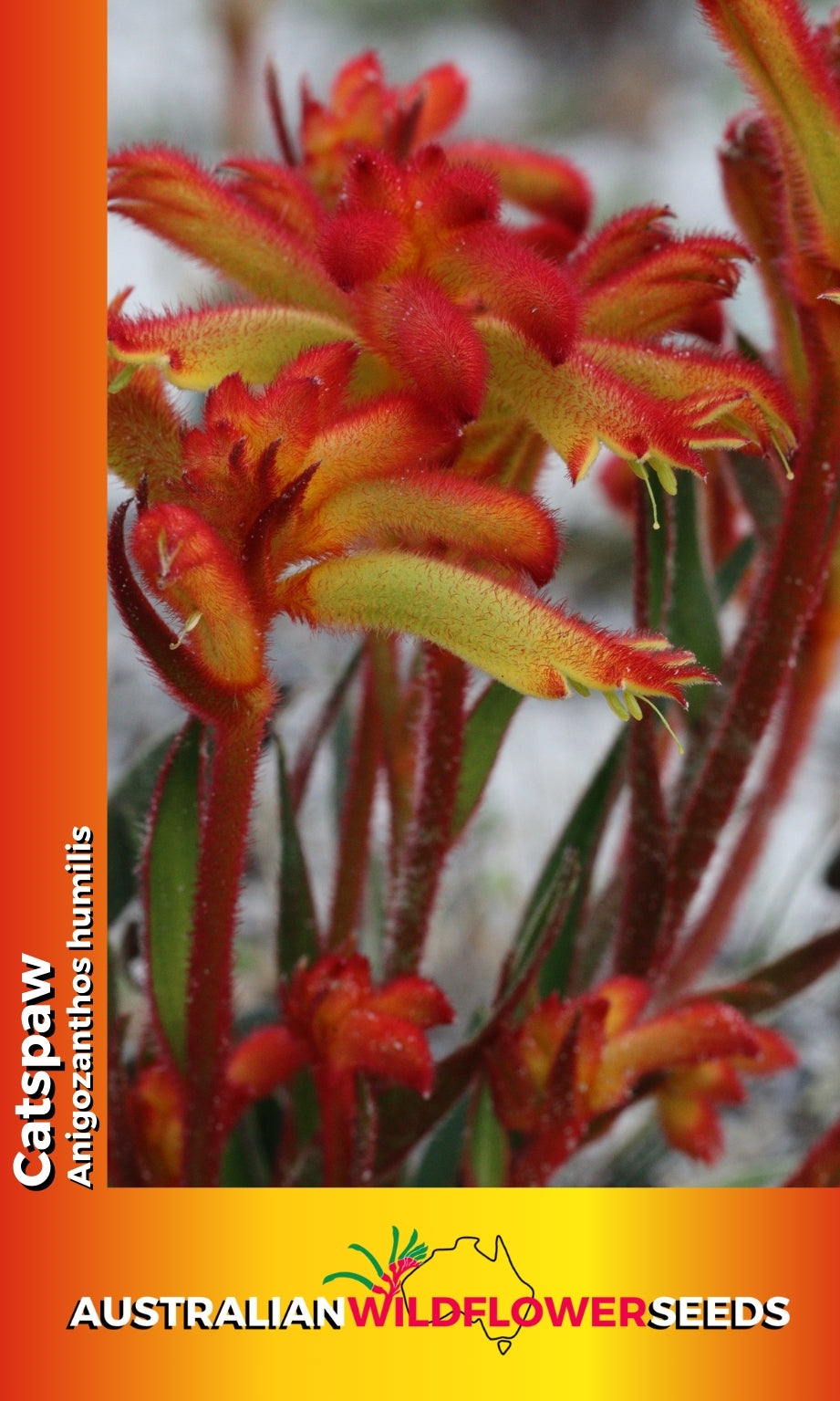 Seeds Anigozanthos humilis - Cats Paw