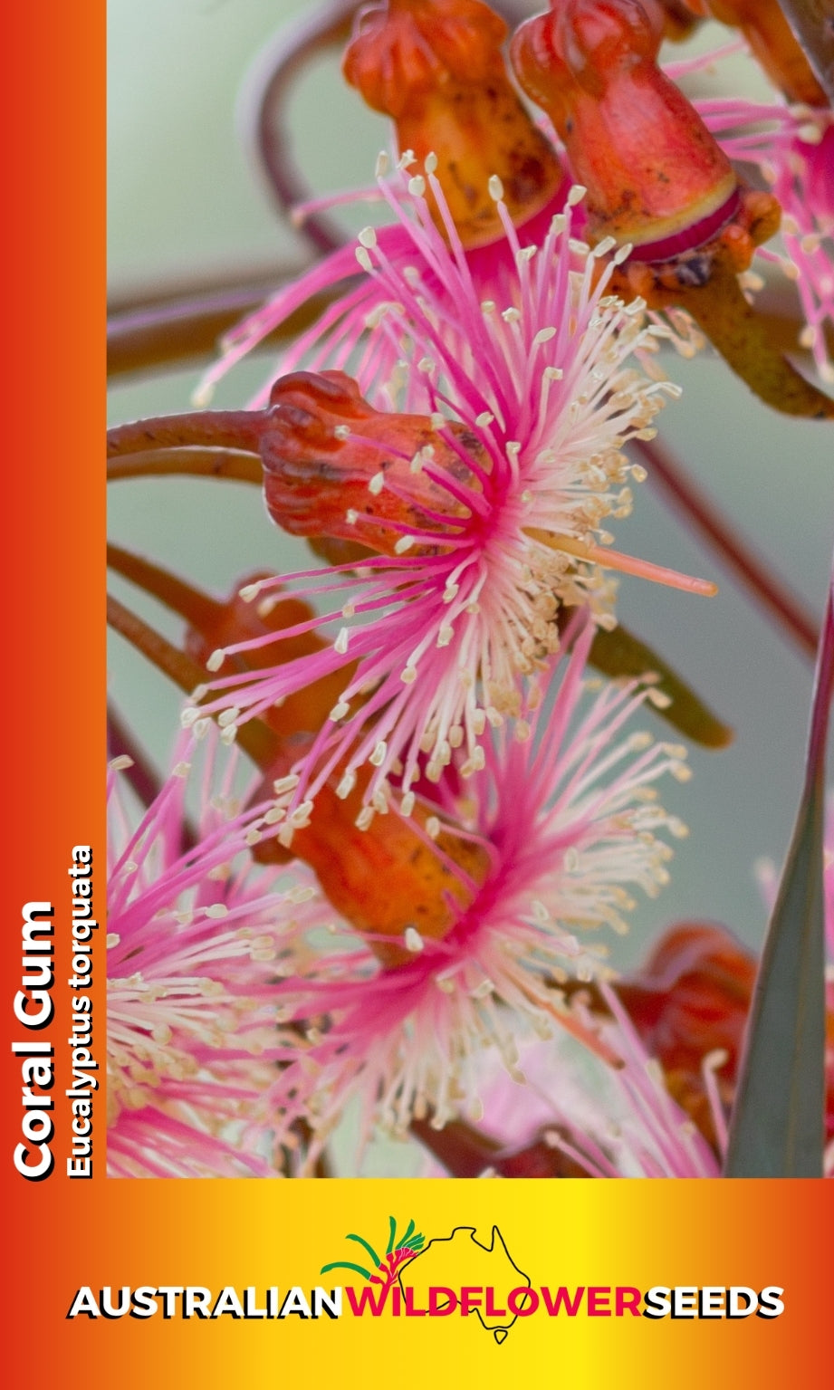 Seeds Eucalyptus torquata - Coral Gum