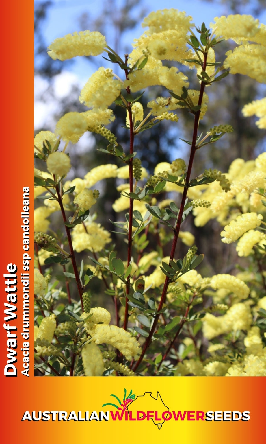 Seeds Acacia drummondii candoleana - Dwarf Wattle
