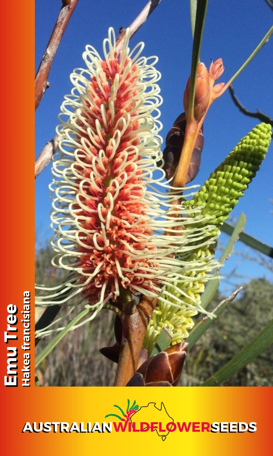 Seeds Hakea francisiana - Emu Tree