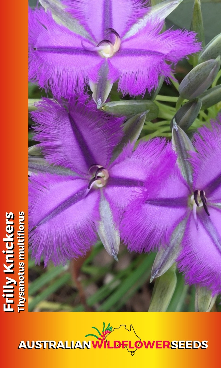 Seeds Thysanotus multiflorus - Fringed Lily