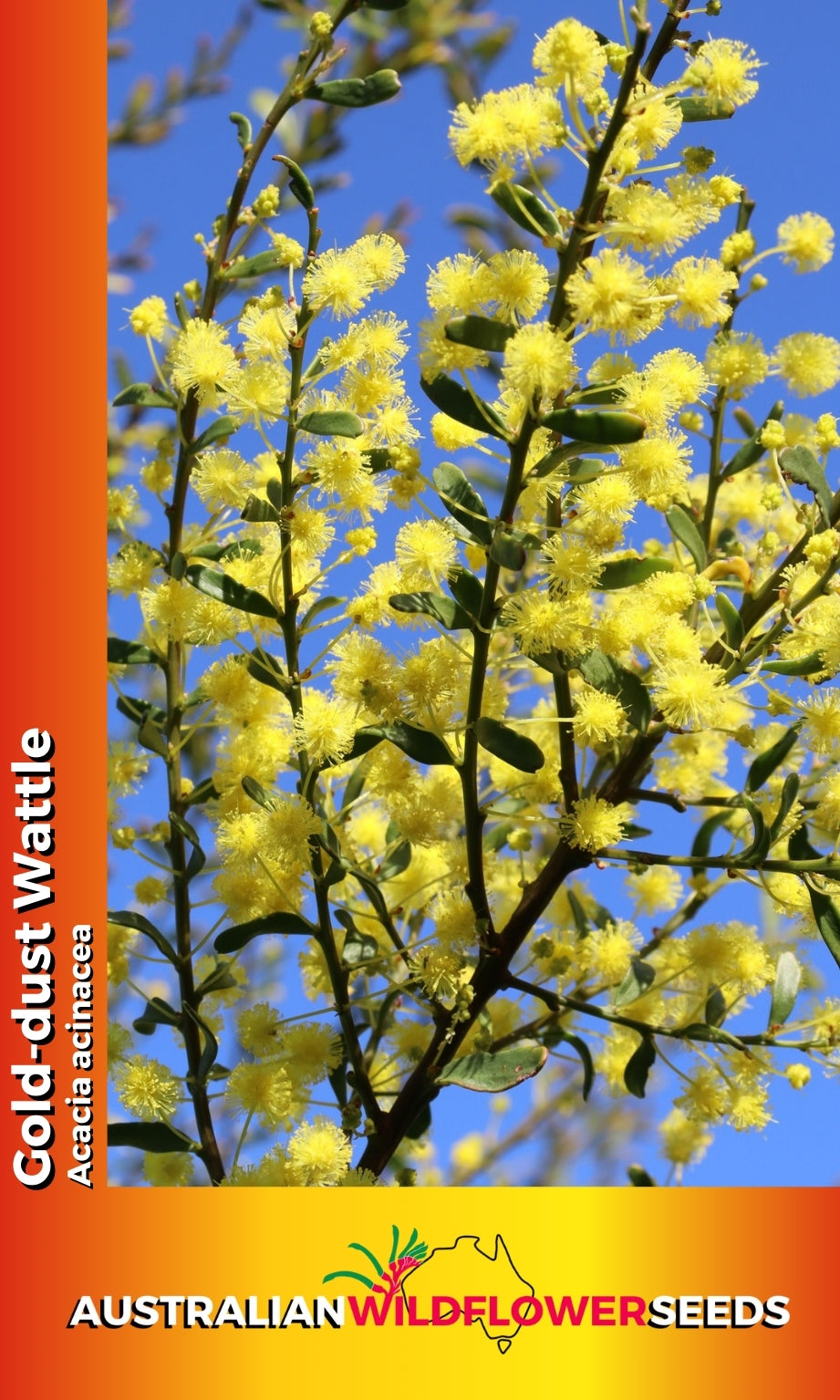 Seeds Acacia acinacea - Gold-Dust Wattle