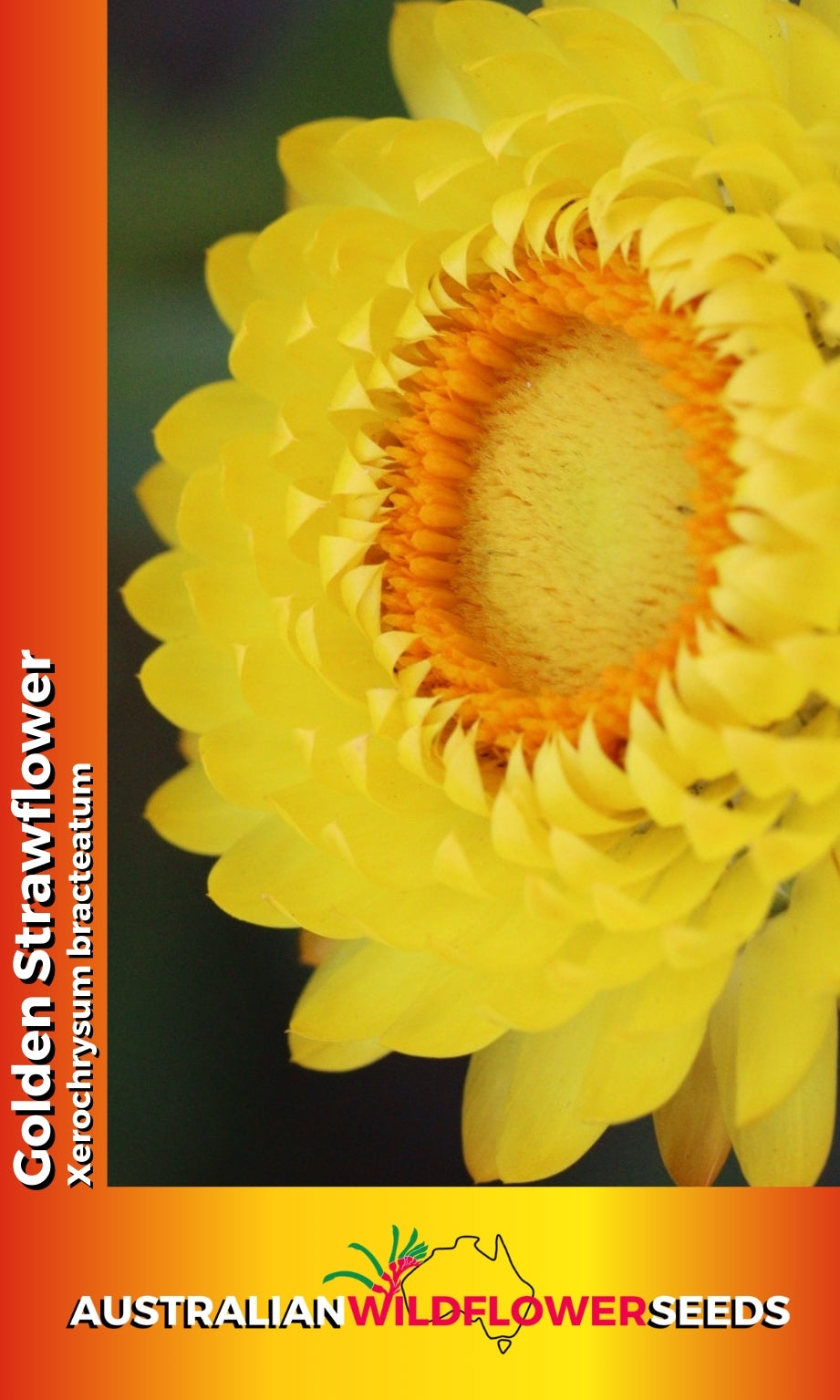 Seeds Xerochrysum bracteatum - Golden Everlastings