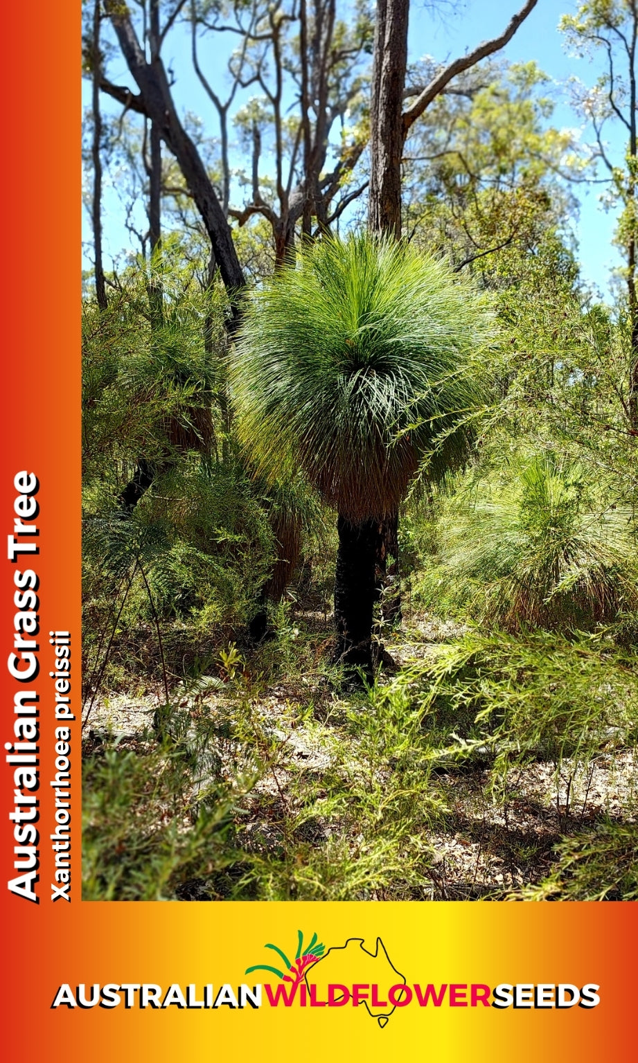 Seeds Xanthorrhoea preisii - Australian Grass Tree