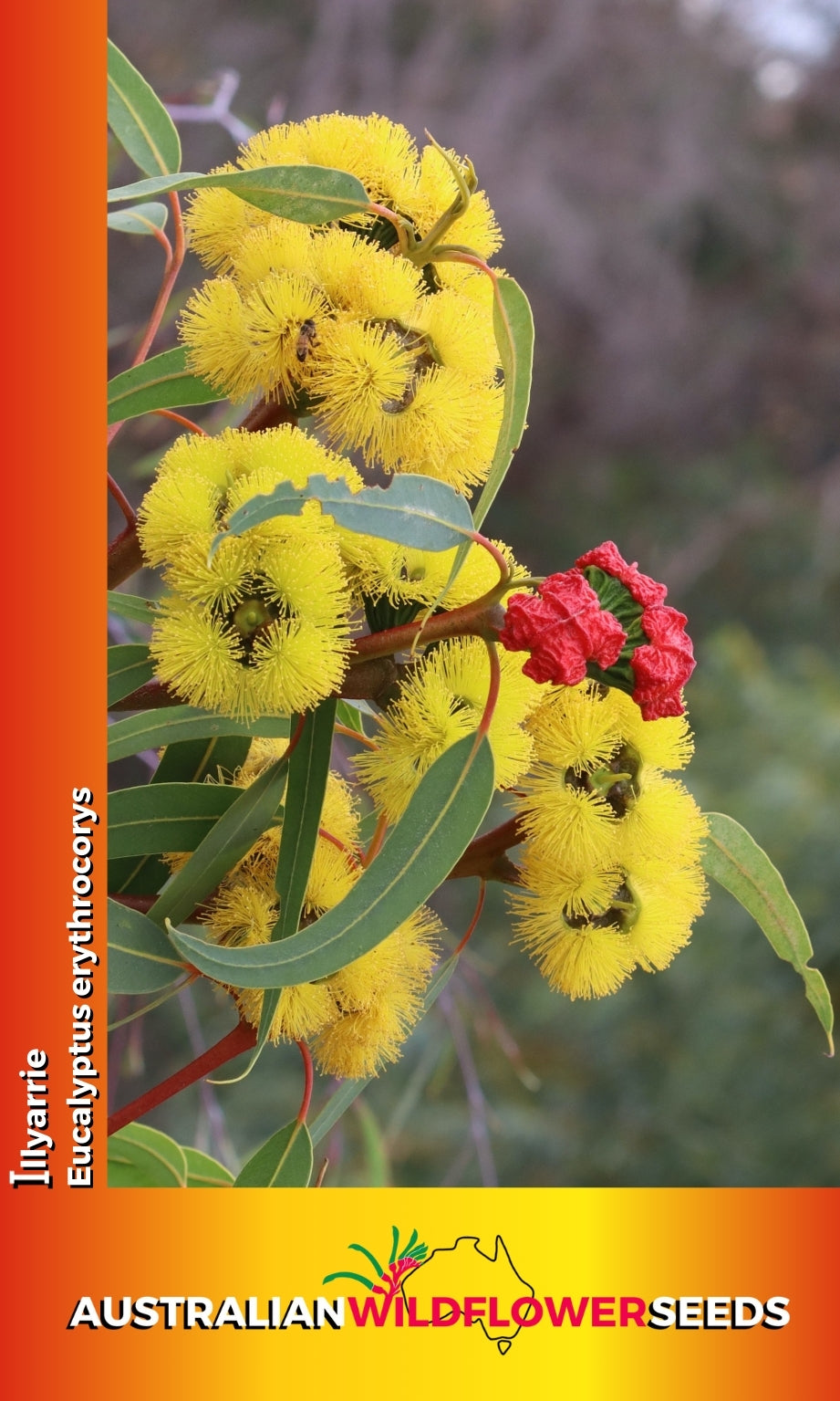 Seeds Eucalyptus erythrocorys - Illyarrie