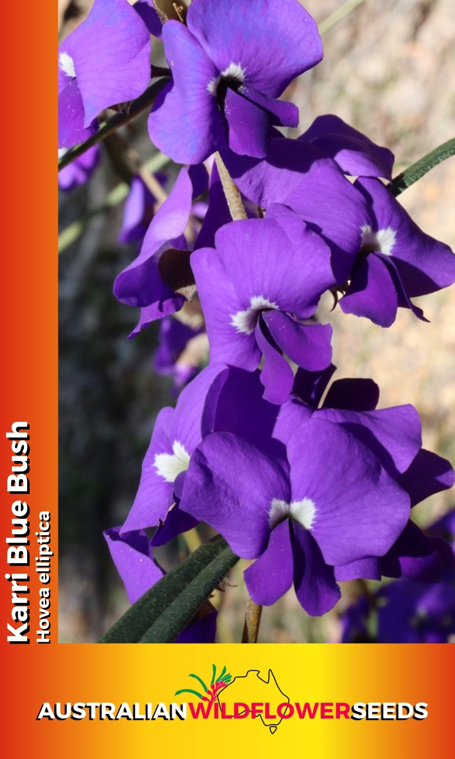 Seeds Hovea elliptica - Karri Blue Bush