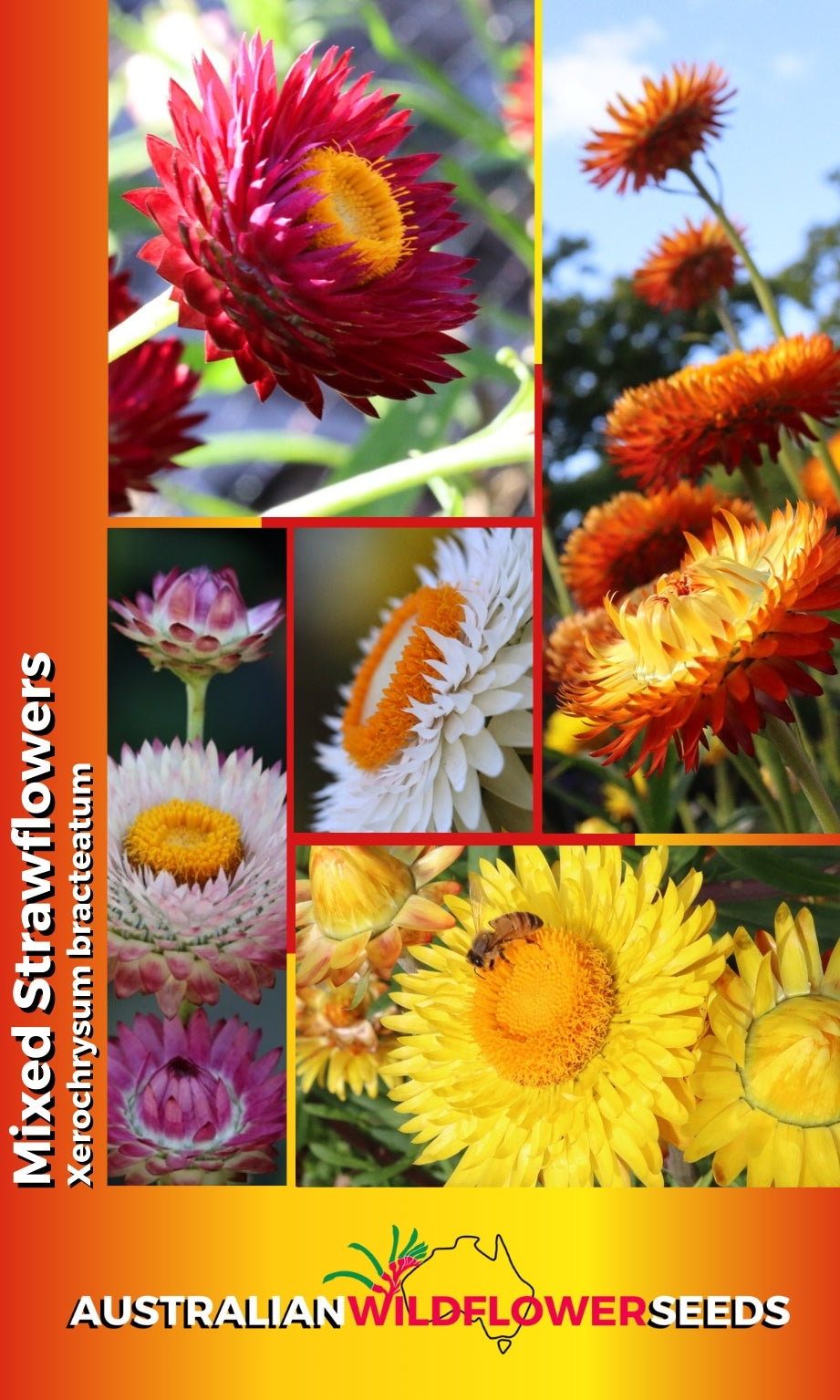 Seeds Xerochrysum bracteatum - Mixed Strawflowers