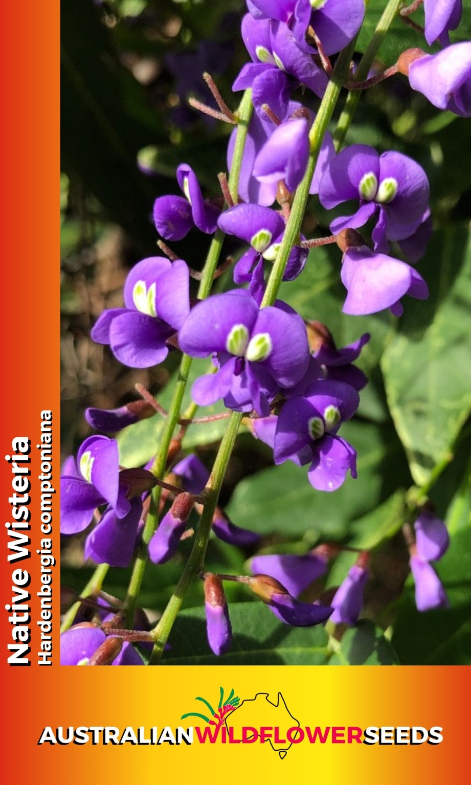 Seeds Hardenbergia comptoniana - Native Wisteria