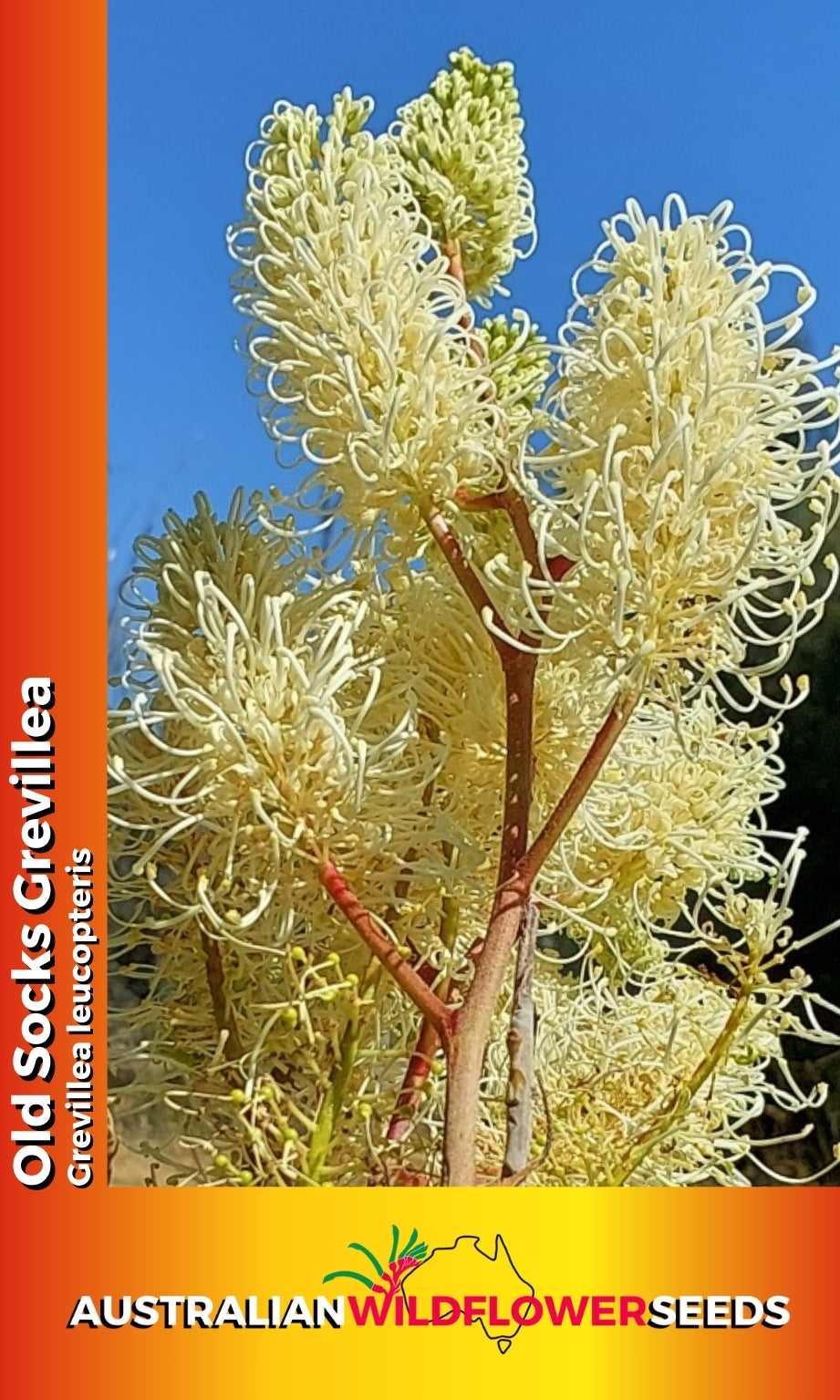 Seeds Grevillea leucopteris - Old Socks Grevillea