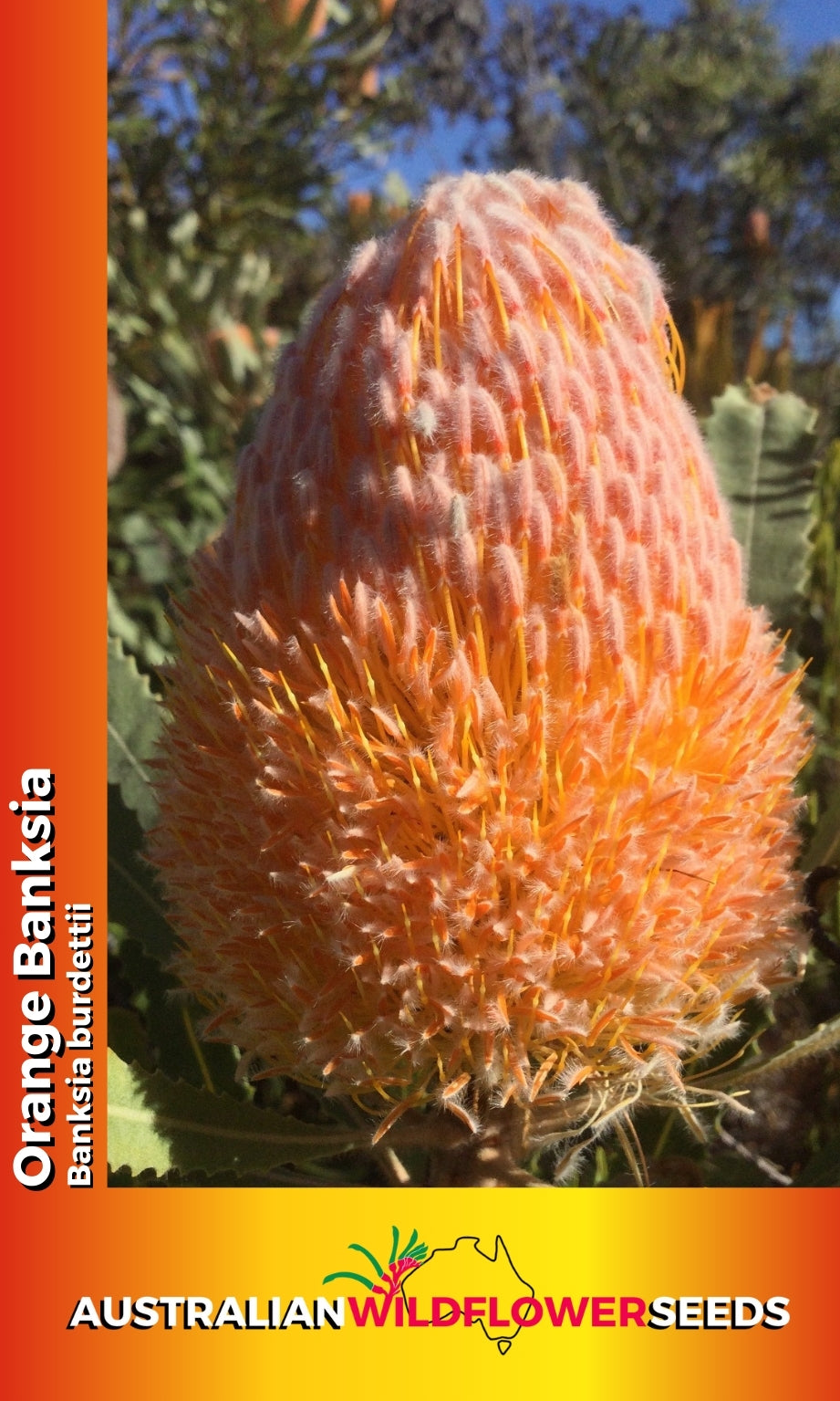 Seeds Banksia burdettii - Orange Banksia