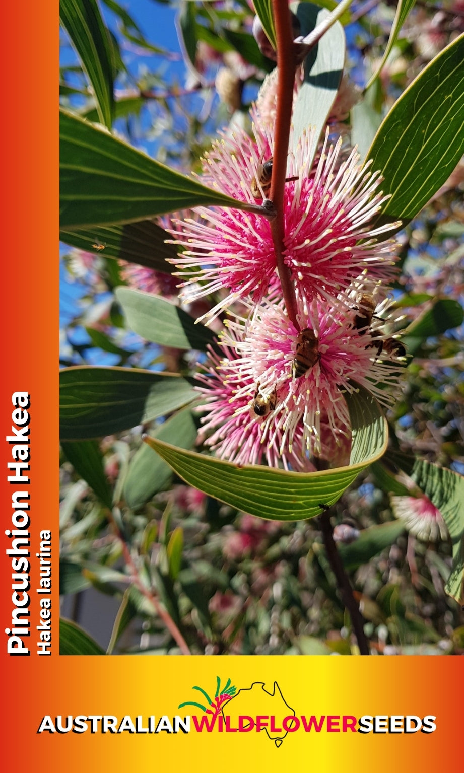 Seeds Hakea laurina - Pincushion Hakea