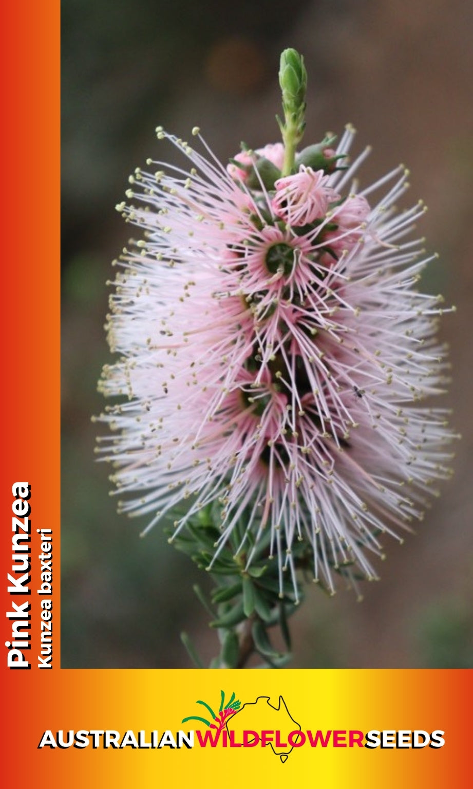 Seeds Kunzea baxteri - Pink Kunzea