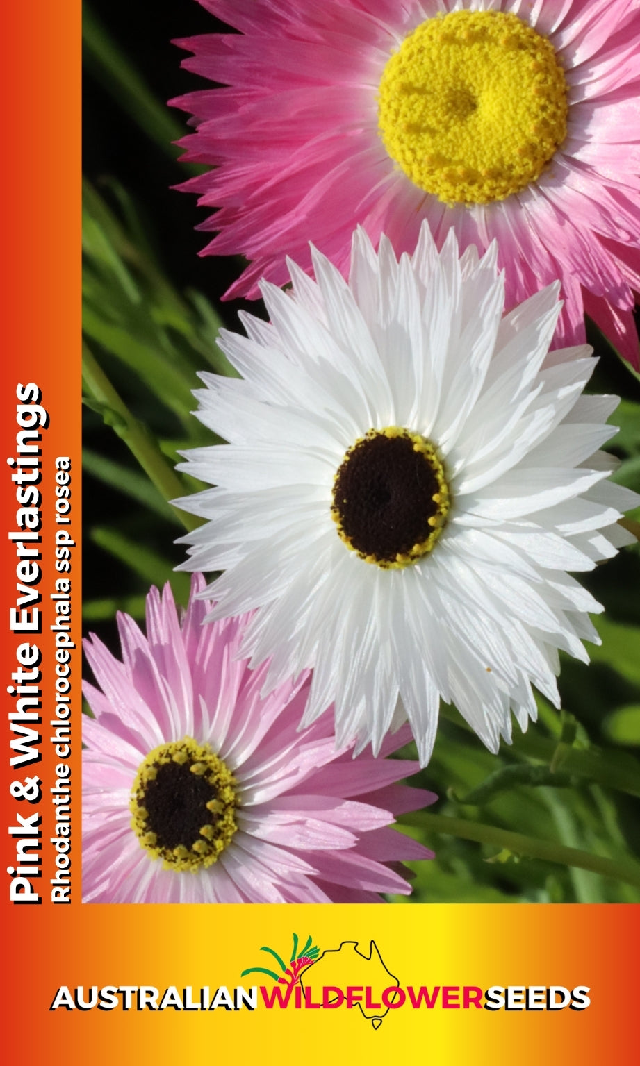 Seeds Rhodanthe chlorocephala rosea - Pink White Everlastings