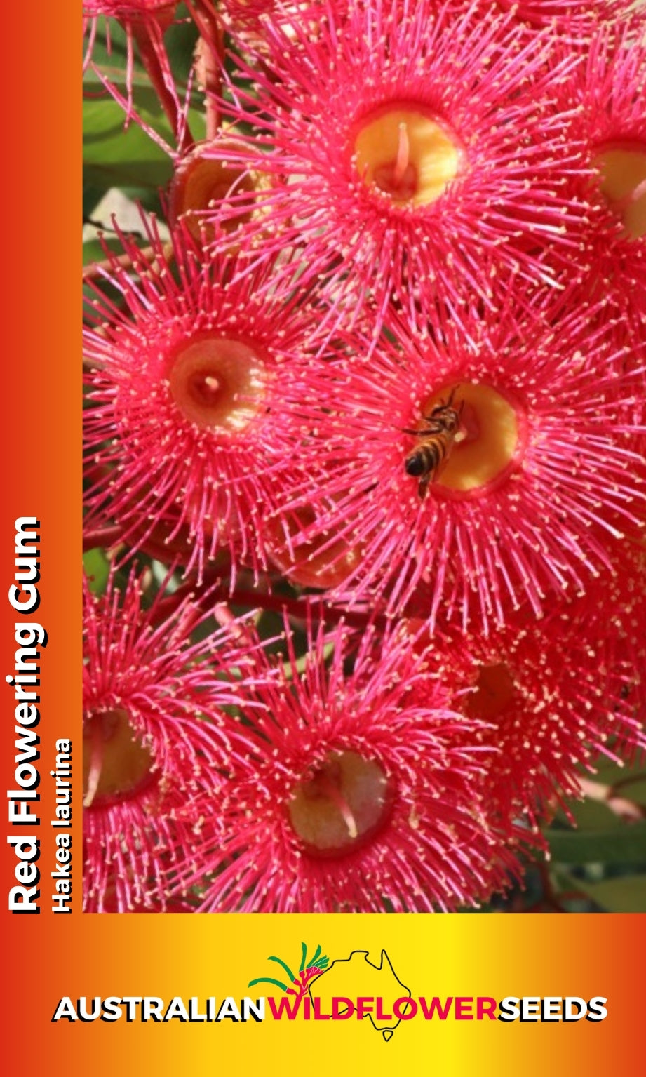 Seeds Corymbia ficifolia - Red Flowering Gum