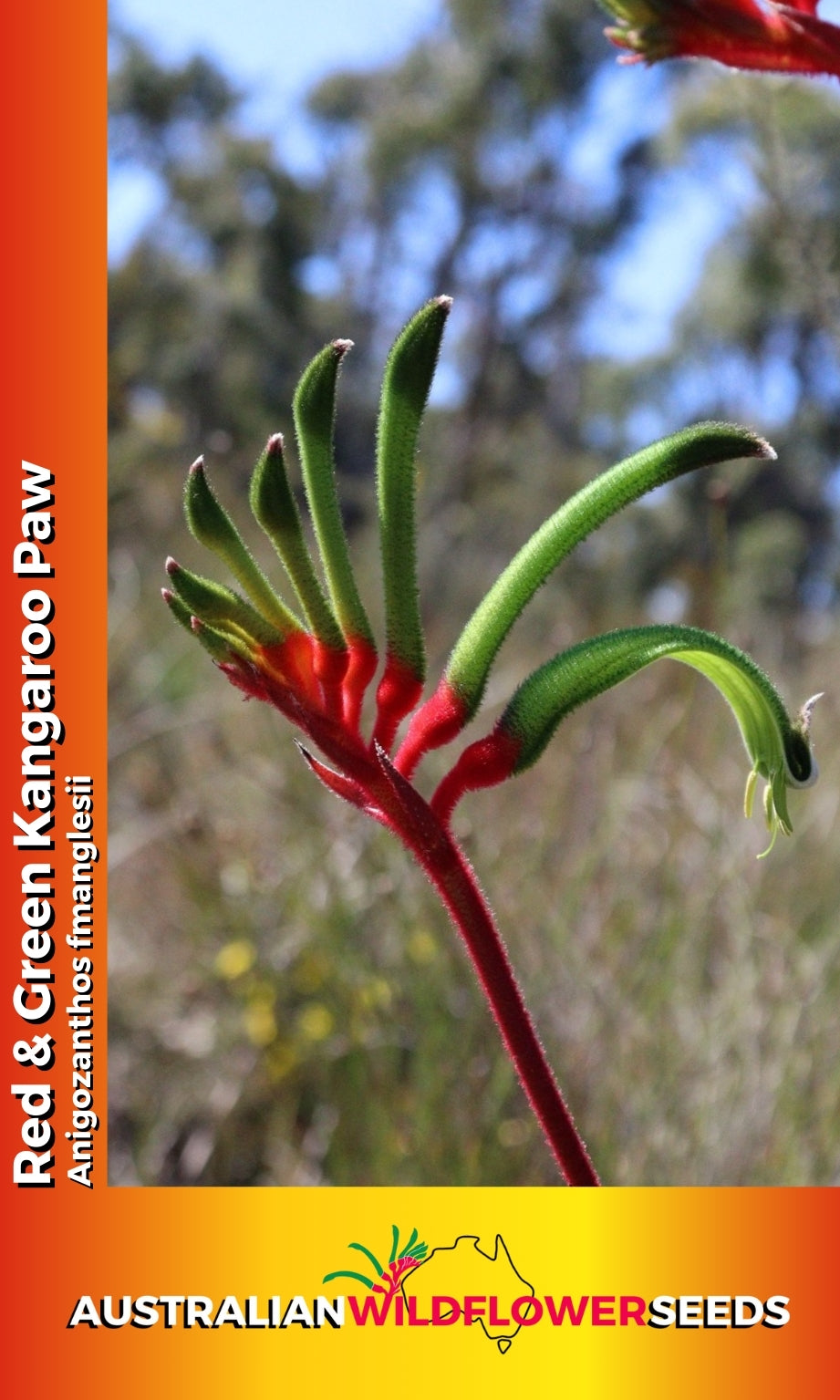 Seeds Anigozanthos manglesii - Red Green Kangaroo Paw