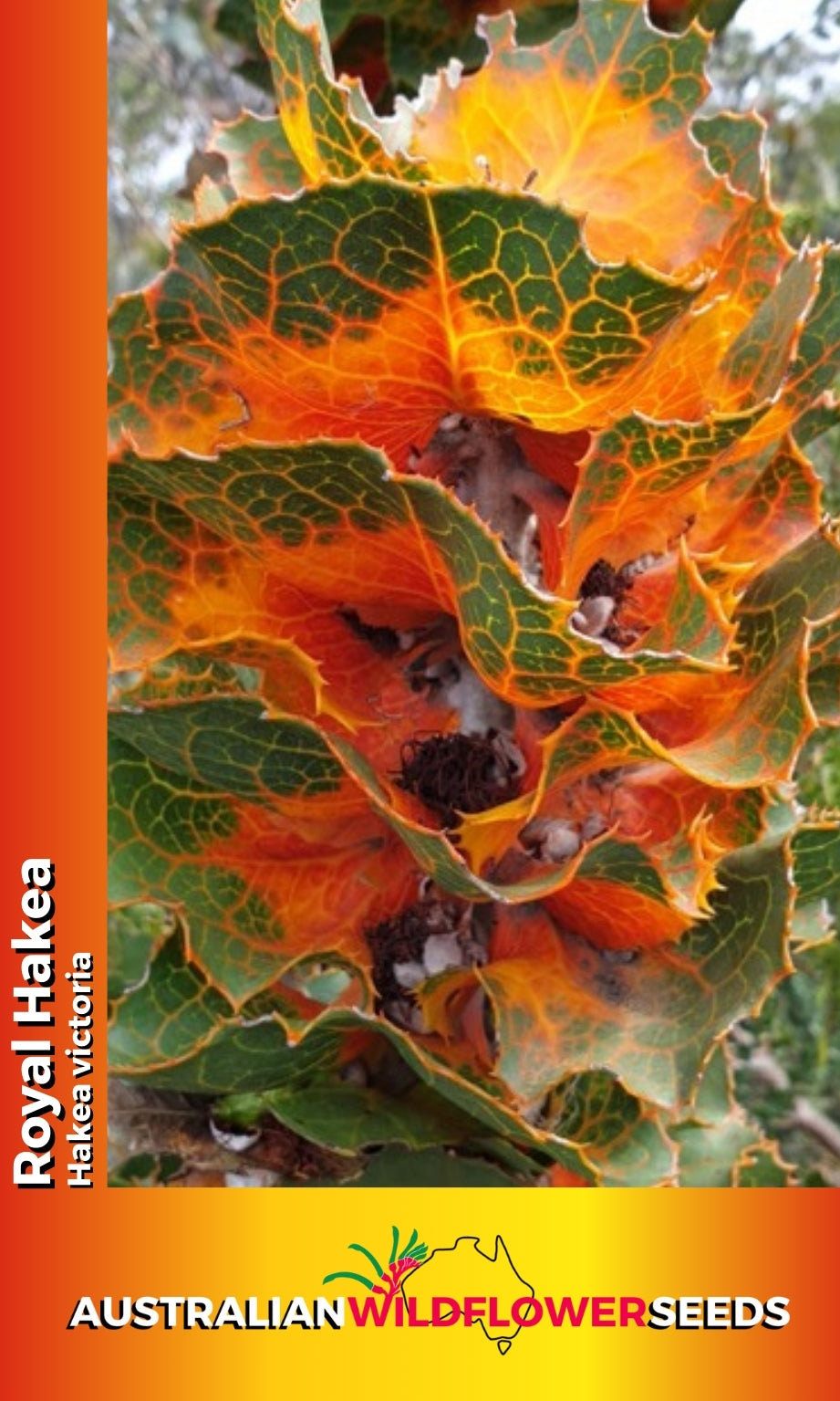 Seeds Hakea victoria - Royal Hakea