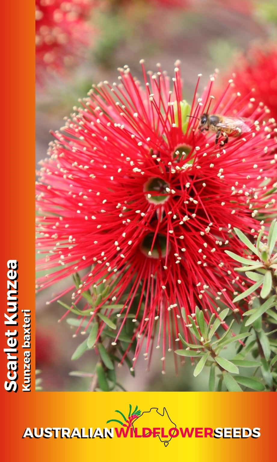 Seeds Kunzea baxteri - Scarlet Gold-Tipped Kunzea