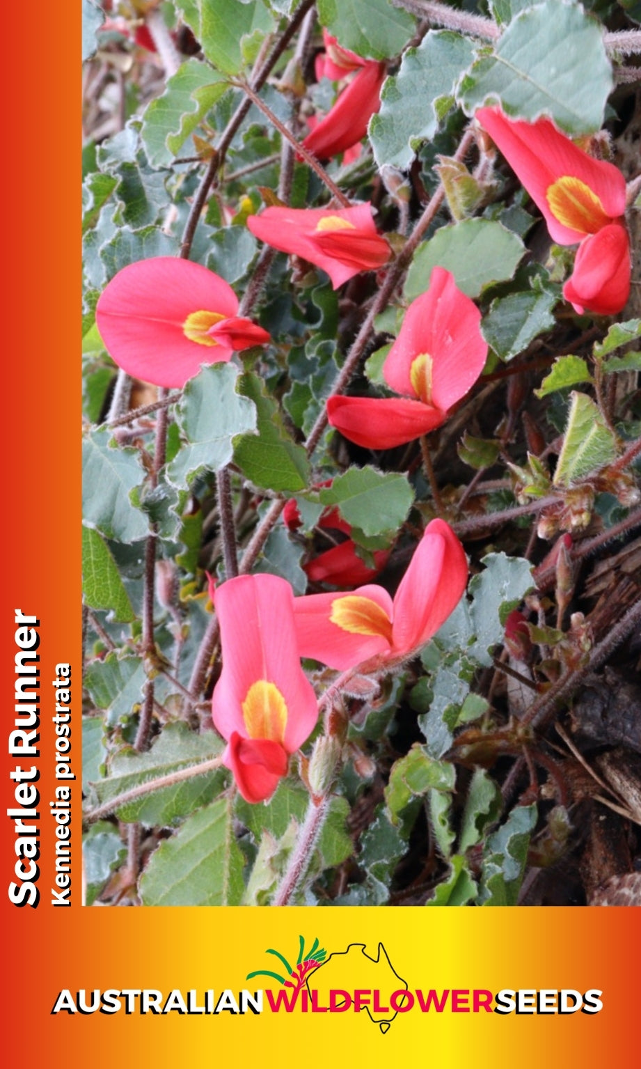 Seeds Kennedia prostrata  Scarlet Runner