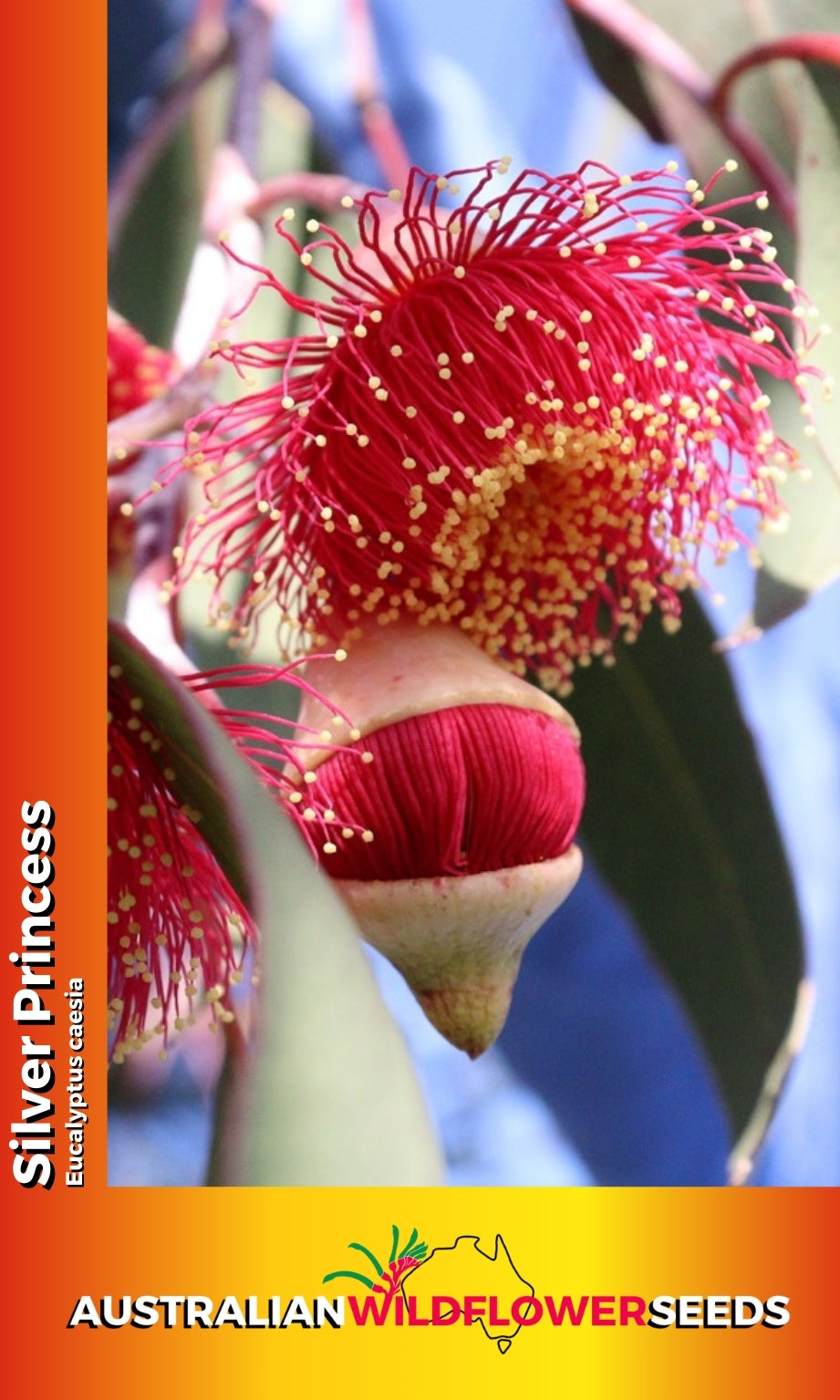 Seeds Eucalyptus caesia - Gungurru Silver Princess