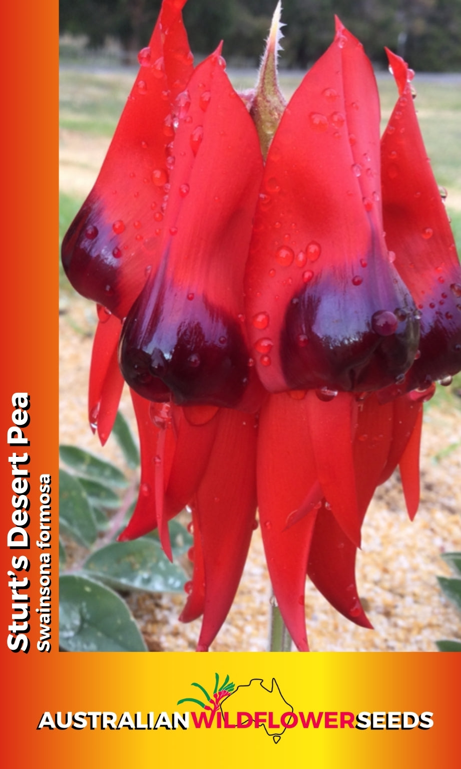 Seeds Swainsona formosa - Sturt Desert Pea
