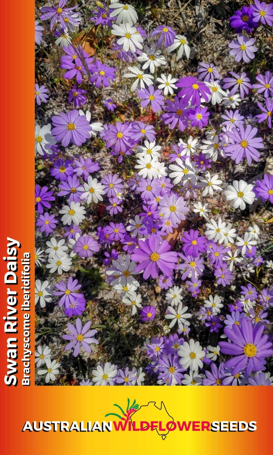 Seeds Brachyscome iberidifolia - Swan River Daisy