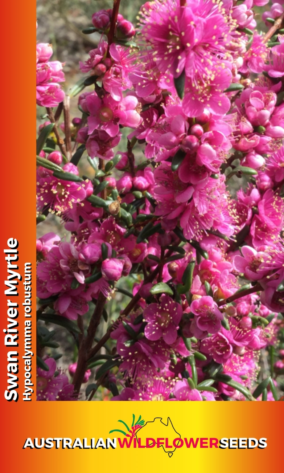 Seeds Hypocalymma robustum - Swan River Myrtle