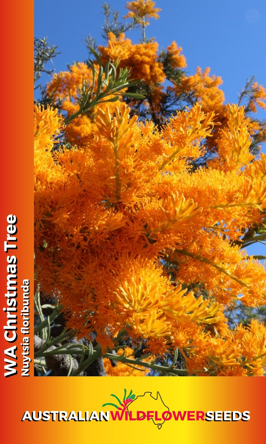 Seeds Nuytsia floribunda - Wa Christmas Tree