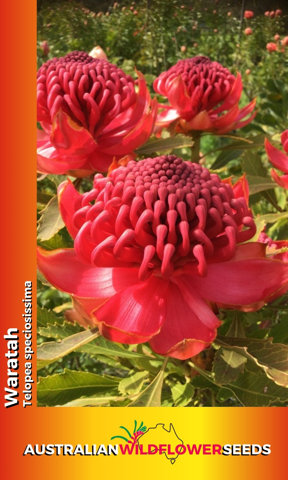 Seeds Telopea speciosissima - Waratah