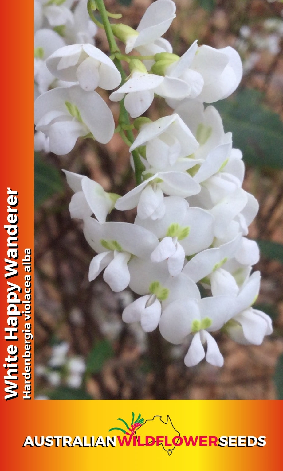 Seeds Hardenbergia violacea alba - White Happy Wanderer