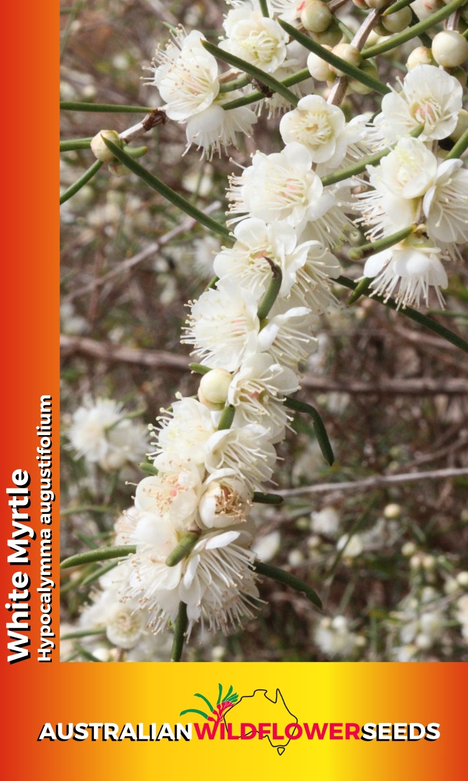 Seeds Hypocalymma angustifolium - White Myrtle