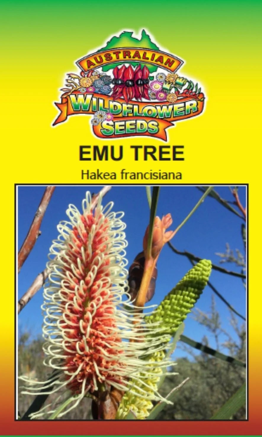 Seeds Hakea francisiana - Emu Tree