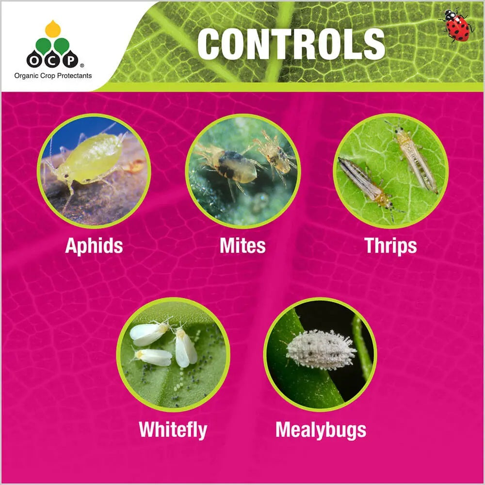 OCP eco-insect killer Natrasoap® Ready-To-Use