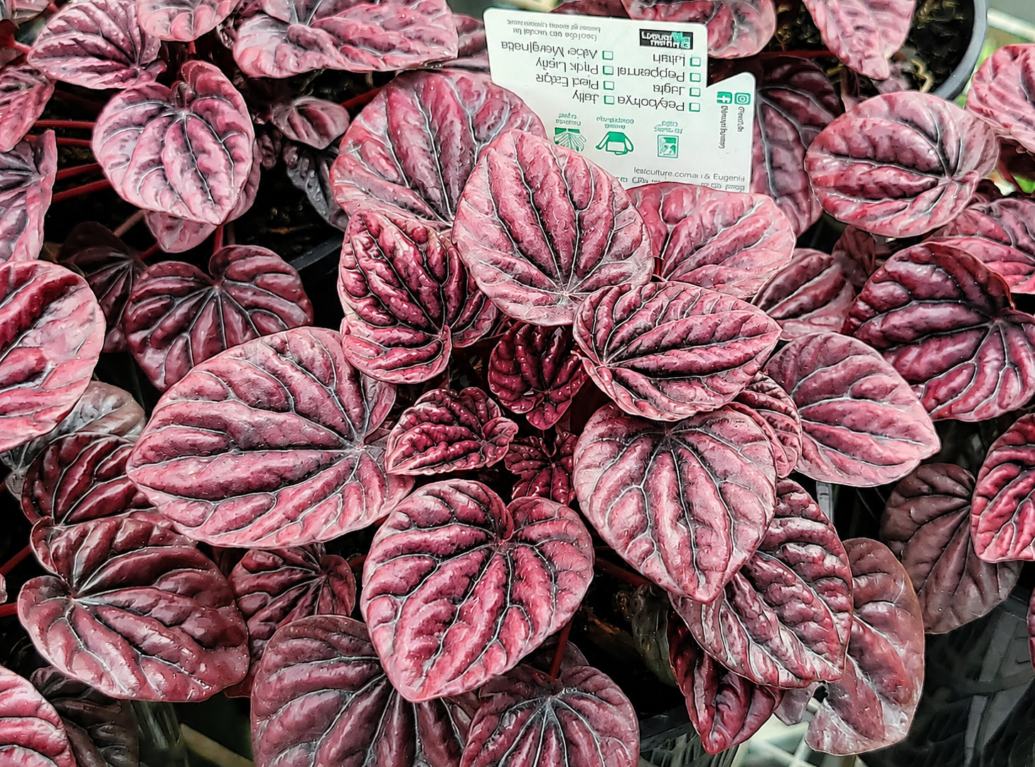Peperomia caperata - RUBY - Ripple Peperomia