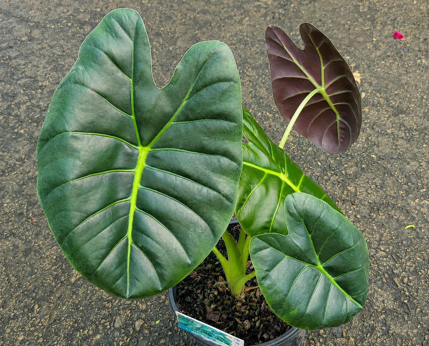 Alocasia cuprea x micholitziana - GOLDEN BONE - Giant Green Velvet Taro