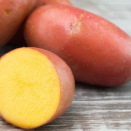 Seeding Potato Prince Of Orange