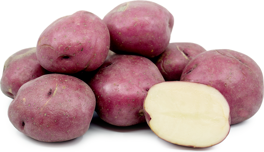 Seeding Potato Ruby Red