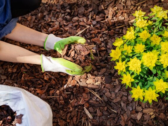 https://www.kambagc.com.au/cdn/shop/products/AusOrgChunkyPineBark.jpg?v=1673500665