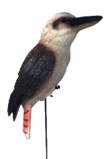 Kookaburra On Stick