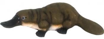 Platypus