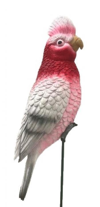 Pink And Grey Galah On Stick