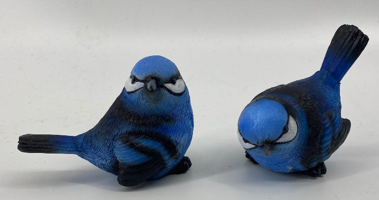 Blue Wren