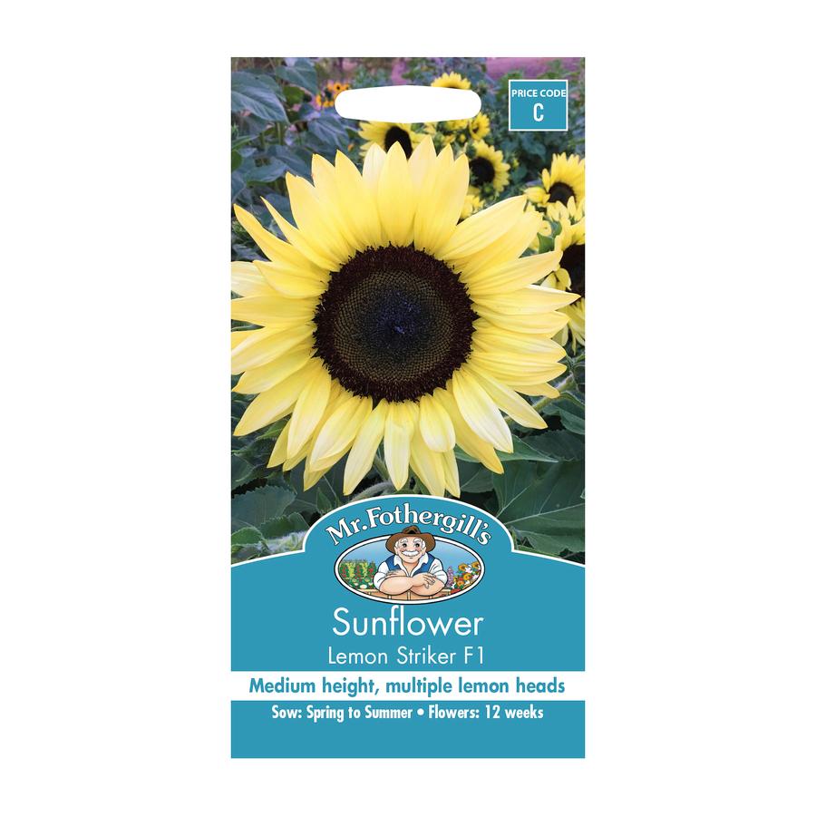 Seeds C Sunflower Lemon Striker