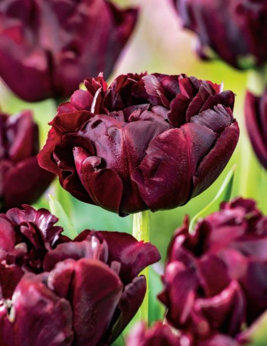 Bulbs B Tulip Palmyra