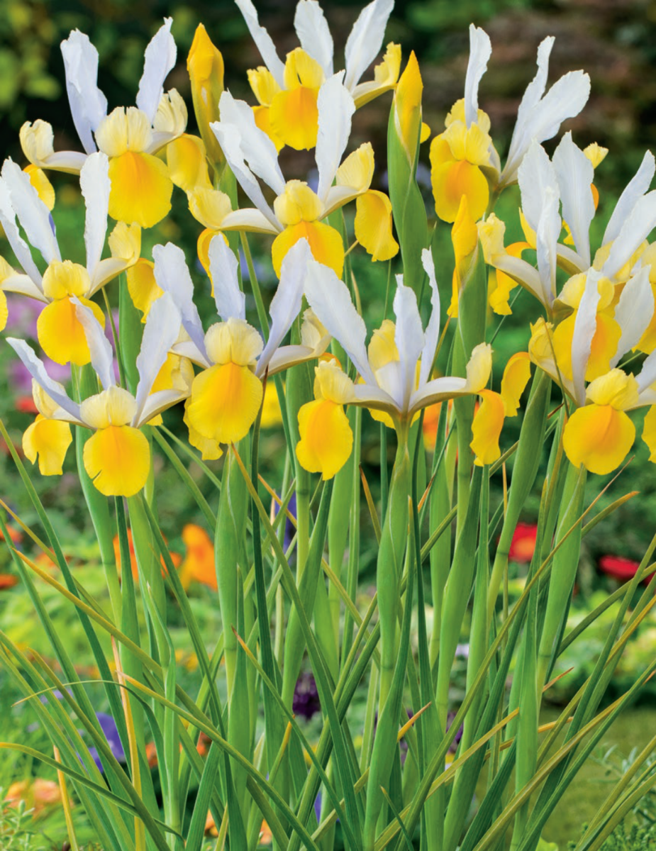 Mr Fothergill's - Dutch Iris Apollo Bulbs