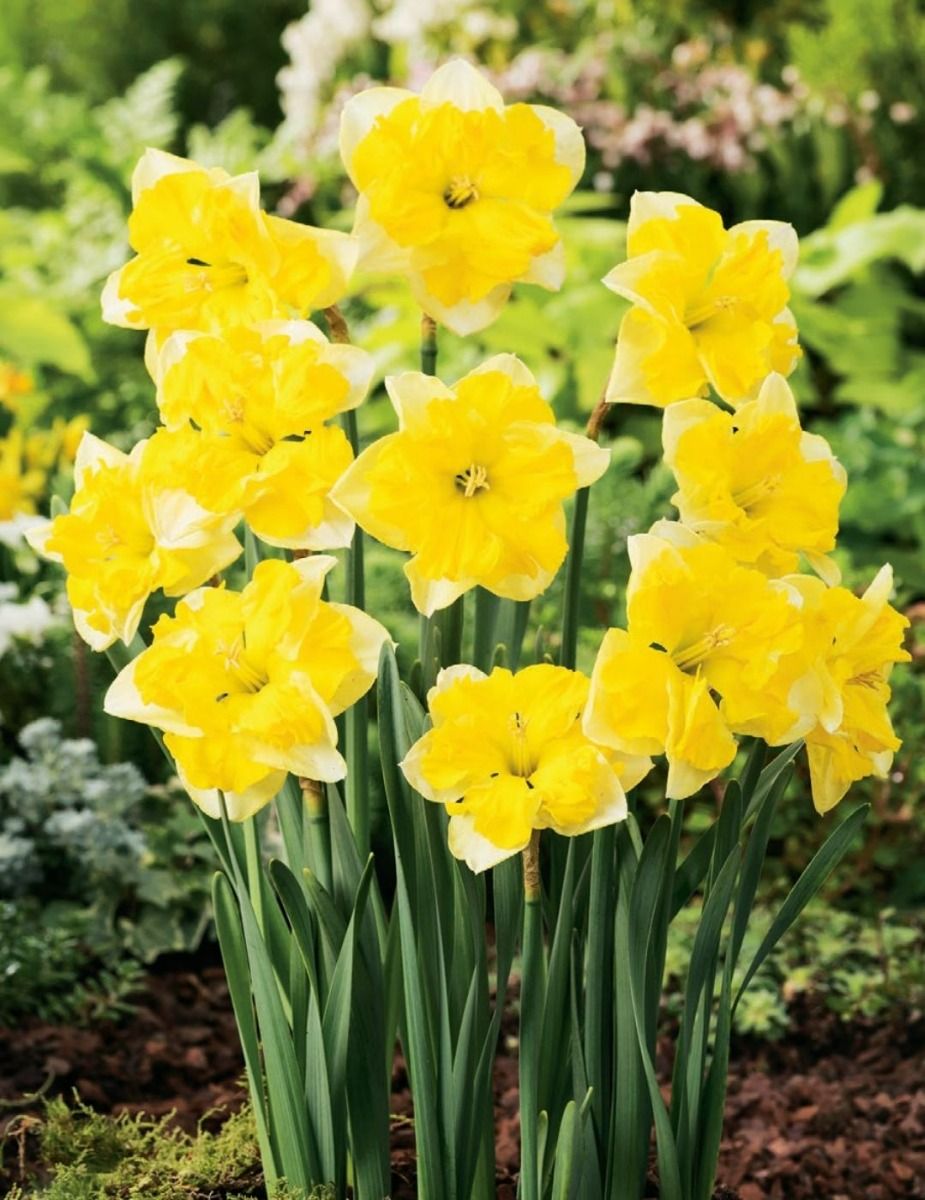 Bulbs B Daffodil Chanterelle