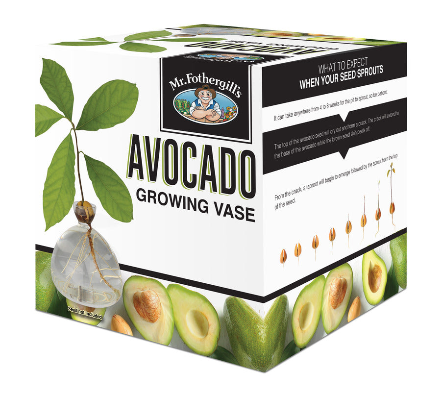 Avocado Growing Vase